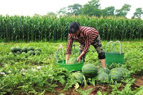 娱乐718.吃瓜王大炮,揭秘吃瓜王大炮的瓜界传奇